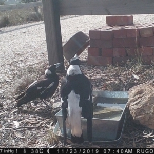 Gymnorhina tibicen at Yass River, NSW - 23 Nov 2019