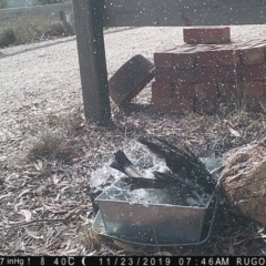 Gymnorhina tibicen at Yass River, NSW - 23 Nov 2019