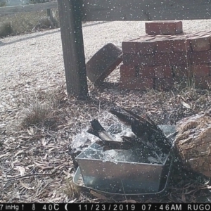 Gymnorhina tibicen at Yass River, NSW - 23 Nov 2019