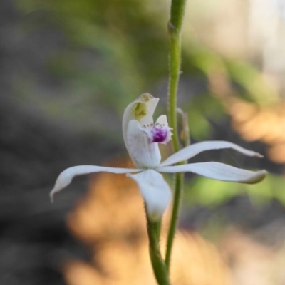 Caladenia moschata (Musky Caps) at Coree, ACT - 24 Nov 2019 by shoko