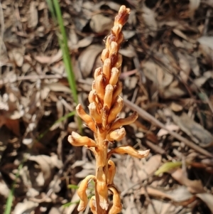 Gastrodia sp. at Coree, ACT - 24 Nov 2019