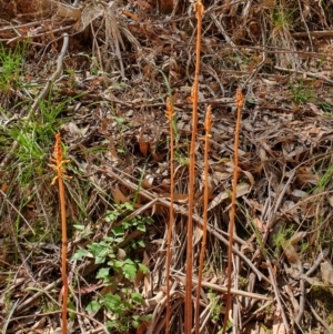 Gastrodia sp. at Coree, ACT - 24 Nov 2019