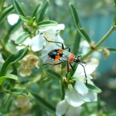 Dindymus versicolor (Harlequin Bug) at Yarralumla, ACT - 24 Nov 2019 by PeterA