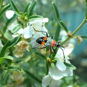 Dindymus versicolor at Yarralumla, ACT - 24 Nov 2019 12:37 PM