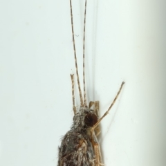 Triplectides sp. (genus) (A long-horned caddisfly) at Kambah, ACT - 28 Nov 2019 by Marthijn