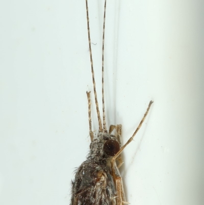 Triplectides sp. (genus) (A long-horned caddisfly) at Kambah, ACT - 27 Nov 2019 by Marthijn