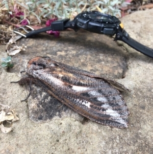 Endoxyla encalypti at Gowrie, ACT - 24 Nov 2019 08:37 AM