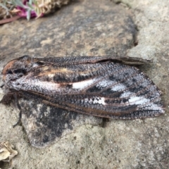 Endoxyla encalypti at Gowrie, ACT - 24 Nov 2019 08:37 AM