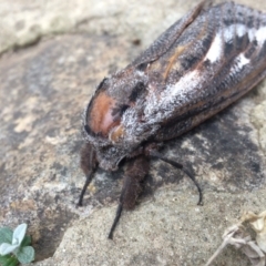 Endoxyla encalypti at Gowrie, ACT - 24 Nov 2019 08:37 AM