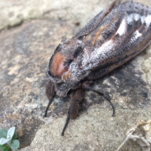 Endoxyla encalypti at Gowrie, ACT - 24 Nov 2019 08:37 AM