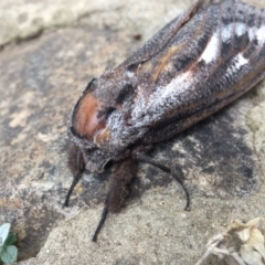 Endoxyla encalypti at Gowrie, ACT - 24 Nov 2019 08:37 AM