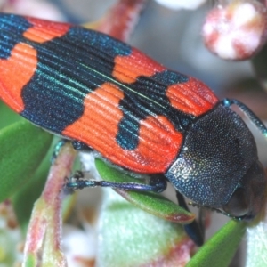 Castiarina kershawi at Cotter River, ACT - 24 Nov 2019 06:31 PM