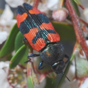 Castiarina kershawi at Cotter River, ACT - 24 Nov 2019 06:31 PM