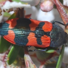 Castiarina kershawi at Cotter River, ACT - 24 Nov 2019 06:31 PM