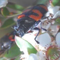 Castiarina kershawi at Cotter River, ACT - 24 Nov 2019 06:31 PM