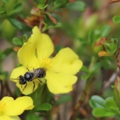 Lasioglossum (Chilalictus) sp. (genus & subgenus) (Halictid bee) at Cook, ACT - 24 Nov 2019 by Tammy