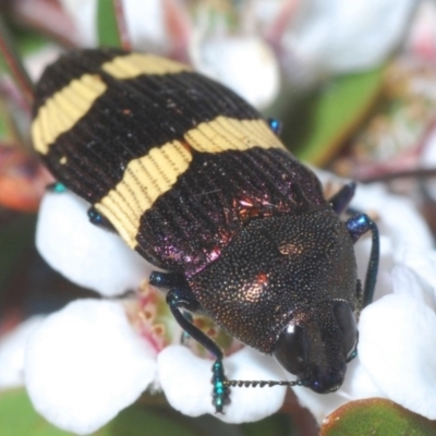Castiarina vicina (Vicina jewel beetle) at Cotter River, ACT - 24 Nov 2019 by Harrisi