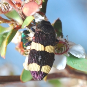 Castiarina vicina at Cotter River, ACT - 24 Nov 2019