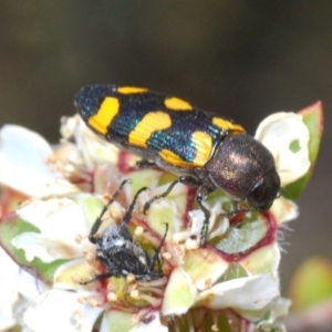 Castiarina inconspicua at Lower Boro, NSW - 23 Nov 2019