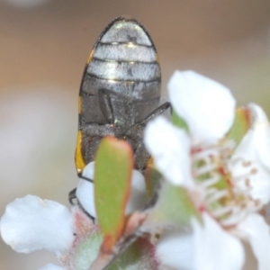 Castiarina inconspicua at Lower Boro, NSW - 23 Nov 2019