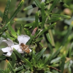 Villa sp. (genus) (Unidentified Villa bee fly) at Cook, ACT - 24 Nov 2019 by Tammy