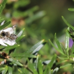 Megachile (Eutricharaea) sp. (genus & subgenus) (Leaf-cutter Bee) at Cook, ACT - 24 Nov 2019 by Tammy