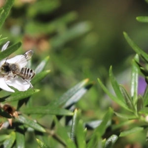 Megachile (Eutricharaea) sp. (genus & subgenus) at Cook, ACT - 24 Nov 2019