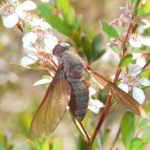 Comptosia insignis at Cotter River, ACT - 24 Nov 2019 06:02 PM