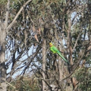 Polytelis swainsonii at Lake George, NSW - suppressed