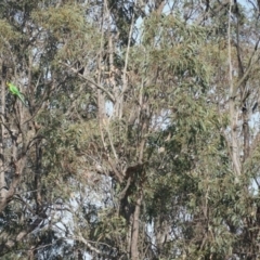 Polytelis swainsonii at Lake George, NSW - suppressed