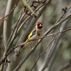 Carduelis carduelis (European Goldfinch) at Burradoo, NSW - 24 Nov 2019 by Snowflake