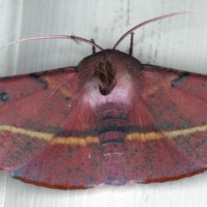 Oenochroma vinaria at Ainslie, ACT - 20 Nov 2019