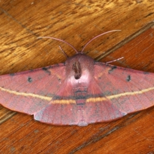 Oenochroma vinaria at Ainslie, ACT - 20 Nov 2019