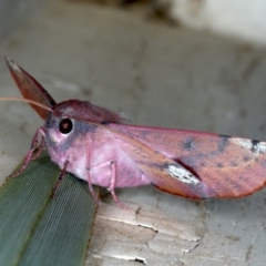 Oenochroma vinaria at Ainslie, ACT - 20 Nov 2019