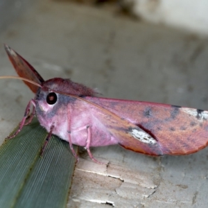 Oenochroma vinaria at Ainslie, ACT - 20 Nov 2019