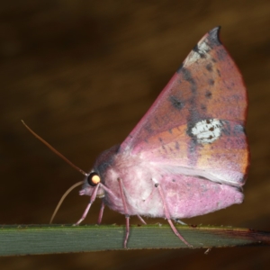 Oenochroma vinaria at Ainslie, ACT - 20 Nov 2019