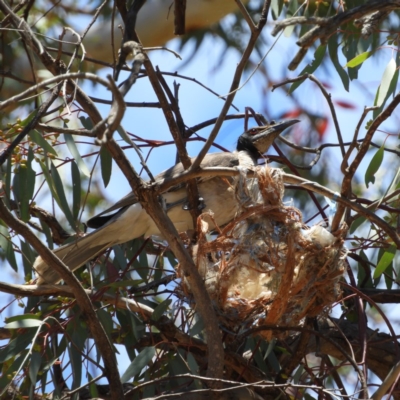 Philemon corniculatus (Noisy Friarbird) at Paddys River, ACT - 18 Nov 2019 by MatthewFrawley