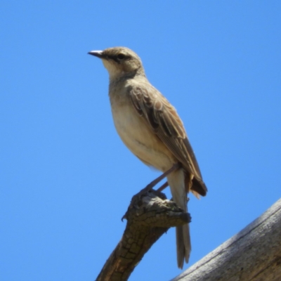 Cincloramphus mathewsi (Rufous Songlark) at Paddys River, ACT - 18 Nov 2019 by MatthewFrawley