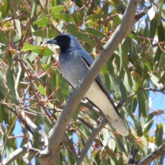 Coracina novaehollandiae (Black-faced Cuckooshrike) at Paddys River, ACT - 18 Nov 2019 by MatthewFrawley