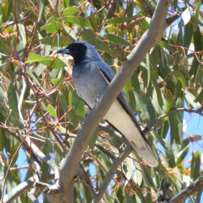 Coracina novaehollandiae (Black-faced Cuckooshrike) at Paddys River, ACT - 18 Nov 2019 by MatthewFrawley