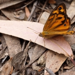 Heteronympha merope (Common Brown Butterfly) at Bundanoon, NSW - 24 Nov 2019 by Boobook38