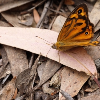 Heteronympha merope (Common Brown Butterfly) at Bundanoon, NSW - 24 Nov 2019 by Boobook38