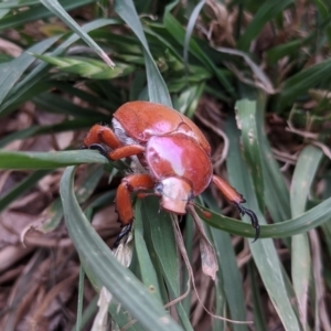 Anoplognathus montanus at Weston, ACT - 22 Nov 2019