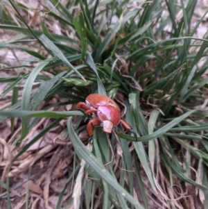 Anoplognathus montanus at Weston, ACT - 22 Nov 2019