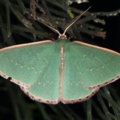 Chlorocoma undescribed species MoVsp3 (An Emerald moth) at Mount Ainslie - 20 Nov 2019 by jb2602