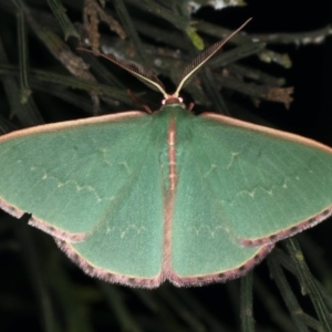 Chlorocoma undescribed species MoVsp3 at Ainslie, ACT - 20 Nov 2019