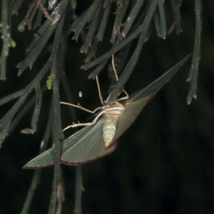 Chlorocoma undescribed species MoVsp3 at Ainslie, ACT - 20 Nov 2019