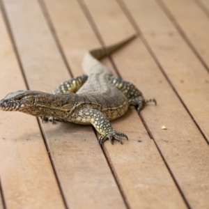 Varanus rosenbergi at Bywong, NSW - 23 Nov 2019