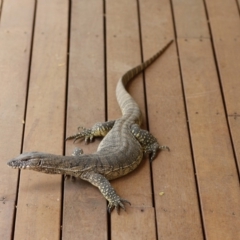 Varanus rosenbergi at Bywong, NSW - 23 Nov 2019