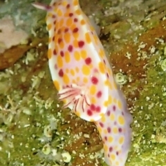 Ceratosoma amoenum (Clown Nudibranch) at Bermagui, NSW - 22 Nov 2019 by Maggie1